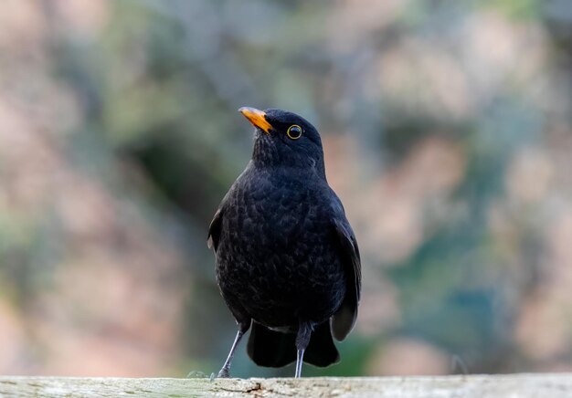 Close-up van een zwarte vogel die op een houten hek zit