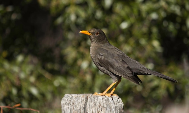 Close-up van een zwarte vogel die op een houten paal zit
