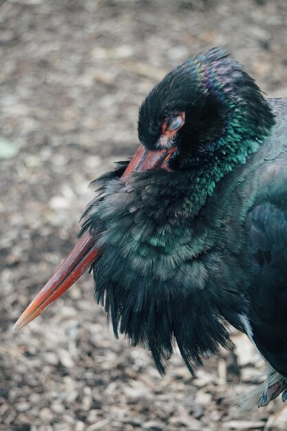 Close-up van een zwarte vogel die op het land zit
