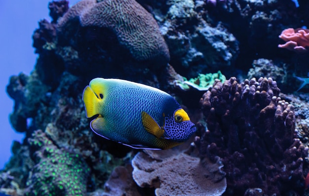 Close-up van een zwemmende blauwe engelvis
