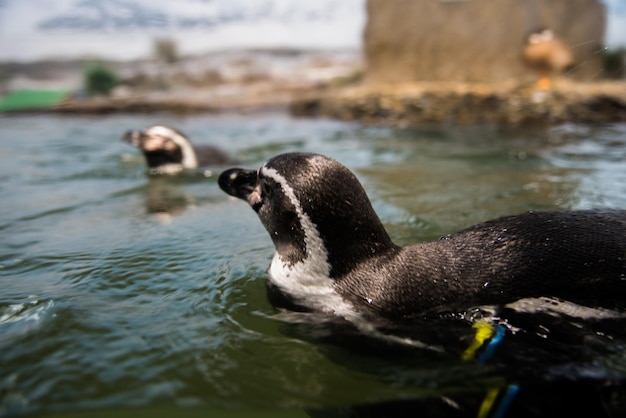 Close-up van een zwemmende pinguïn in de dierentuin