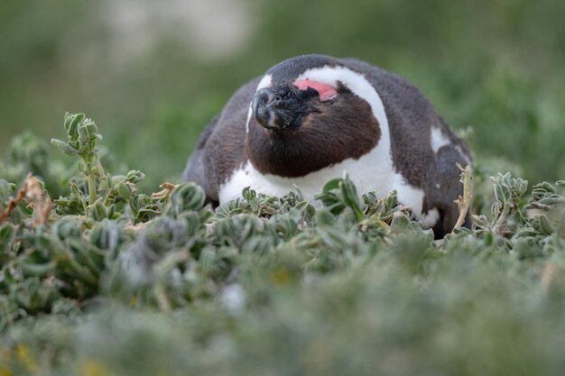 Foto close-up van eend op het veld