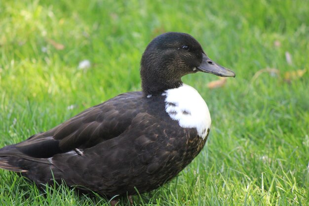 Foto close-up van eend op het veld