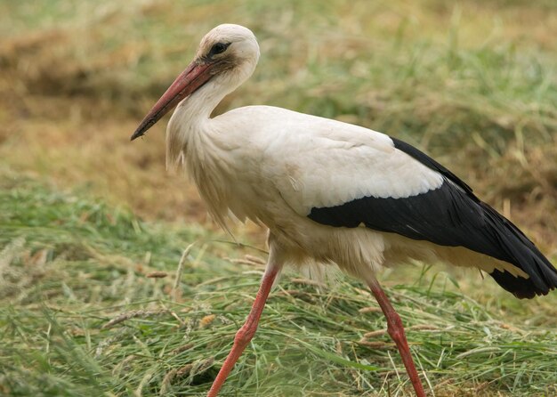 Close-up van eend op het veld