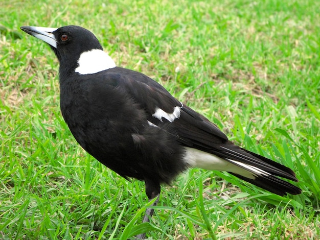 Close-up van eend op het veld