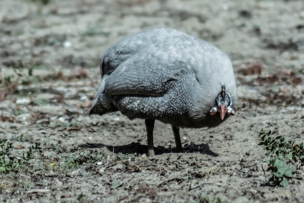 Foto close-up van eend op het veld