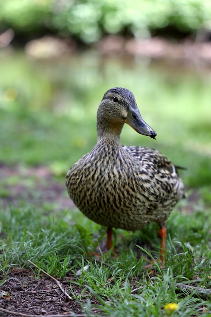 Foto close-up van eend op het veld