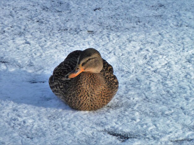 Foto close-up van eend op sneeuw