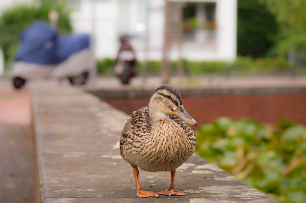 Foto close-up van eend op steunmuur