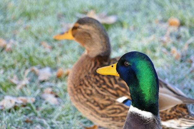 Foto close-up van eend