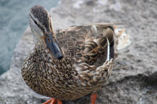 Foto close-up van eend