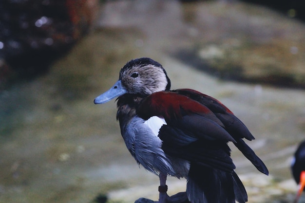 Foto close-up van eend