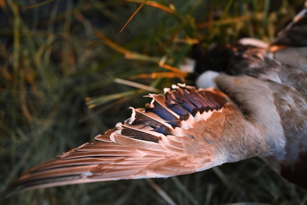 Close-up van eendenvleugel