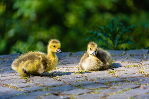 Close-up van eendjes op geplaveide steen