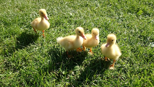 Close-up van eendjes op het gras