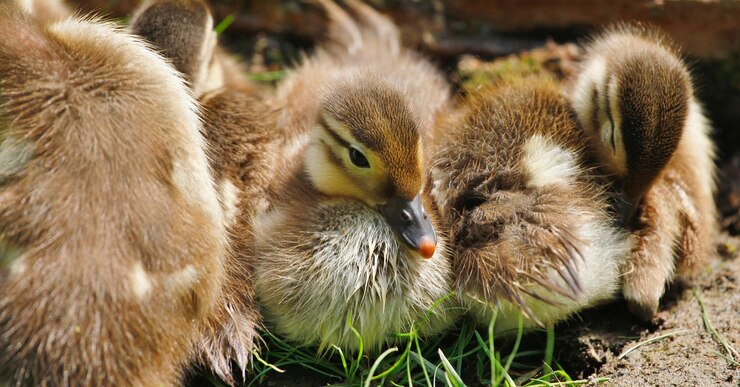 Foto close-up van eendjes op het veld