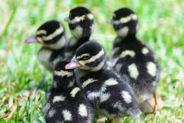 Close-up van eendjes op het veld