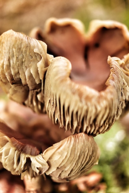 Foto close-up van eetbare paddenstoelen