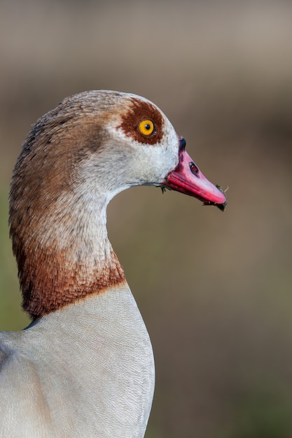 Close up van Egyptische gans (Alopochen aegyptiacus)