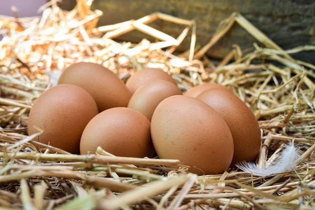 Foto close-up van eieren in het nest