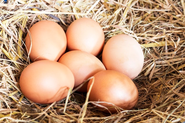 Close-up van eieren in het nest