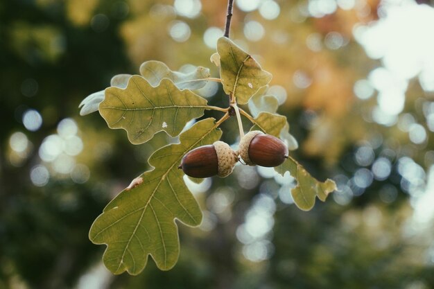 Foto close-up van eikels op een boom in de herfst