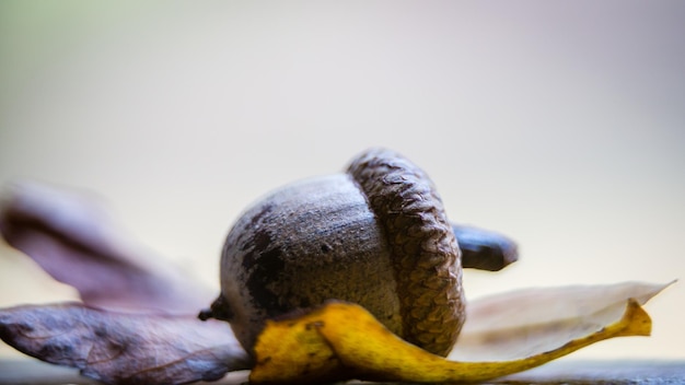 Foto close-up van eikels op tafel