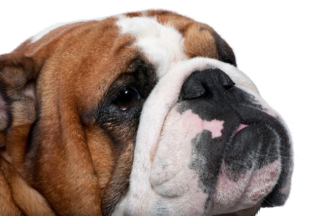 Close-up van Engelse Bulldog, 2 jaar oud, voor witte muur