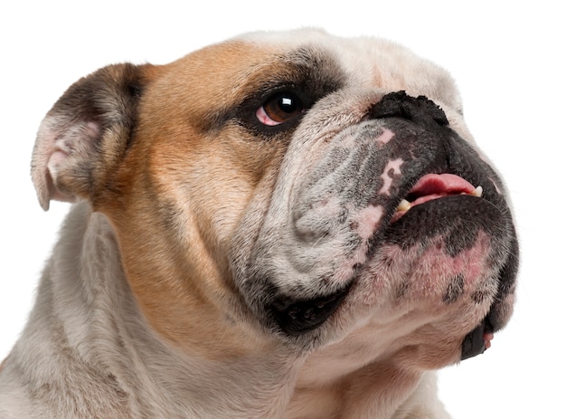 Close-up van Engelse Bulldog, 6 jaar oud,