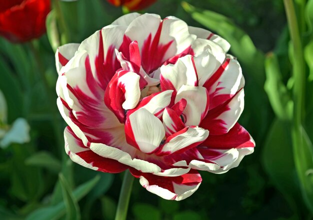 Close-up van enkele roze en witte tulp in een lentetuin Roze dubbele tulp