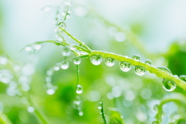Close up van erwt microgreen spruiten met druppels water. Frash rauwe spruiten, microgroenten, gezond voedingsconcept