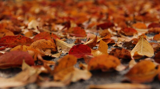 Close-up van esdoornbladeren in de herfst