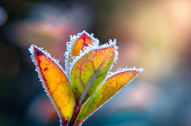 Foto close-up van esdoornbladeren op de plant in de herfst