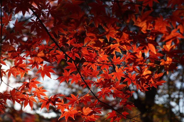 Close-up van esdoornbladeren op een boom in de herfst