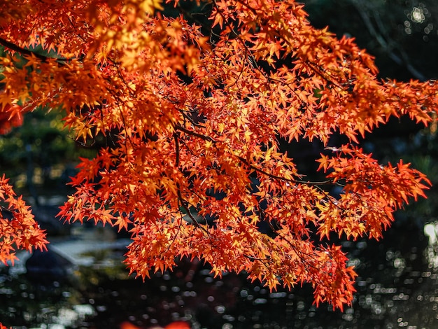Close-up van esdoornbladeren op een boom in de herfst
