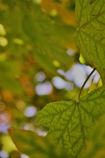 Foto close-up van esdoornbladeren op een boom