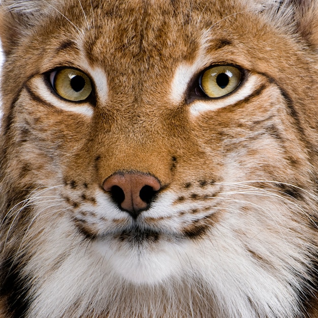 Foto close-up van euraziatische lynx, lynx lynx,