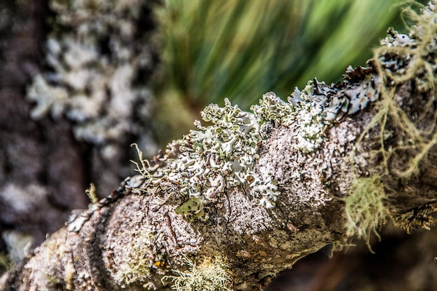 Foto close-up van fabrieken