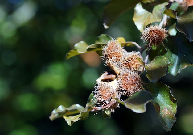 Close-up van Fagus Orientalis met groene bladeren