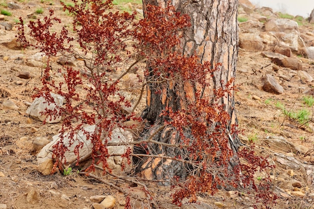 Close-up van felrode bladeren die groeien op takken tegen een verschroeide boomstam op Lions Head Kaapstad Zoom in op planten die een bosbrand hebben overleefd in een bos dat ondanks milieuschade groeit