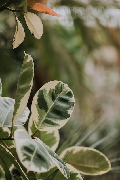 close-up van ficus bladeren ruimte voor tekst achtergrond van bladeren