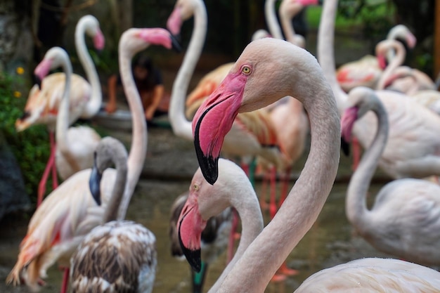 Close-up van flamingo's in het water