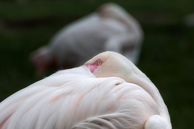 Close-up van flamingo's