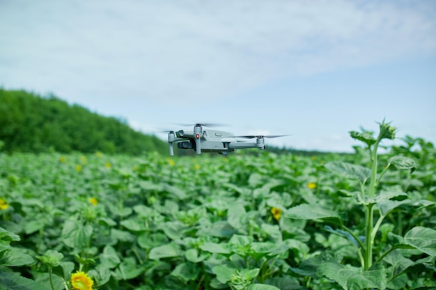 Close-up van Fly drone op veld met zonnebloemen zomer