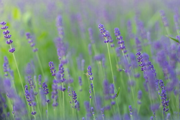 Close up van foto lavendelveld