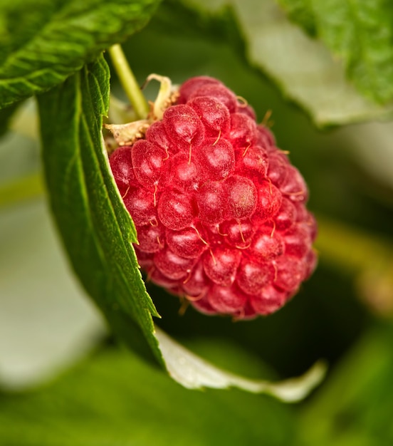 Close-up van frambozen die in de zomer op een wijnstok op een boerderij groeien Rijp heerlijk en gezond fruit klaar om te worden geoogst om op een landbouwgrond te worden geoogst Frambozen zijn goed voor de gezondheid en bevatten veel antioxidanten