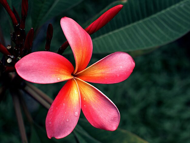 Foto close-up van frangipani bloeiend in de buitenlucht