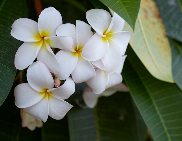 Close-Up van Frangipani buiten bloeien