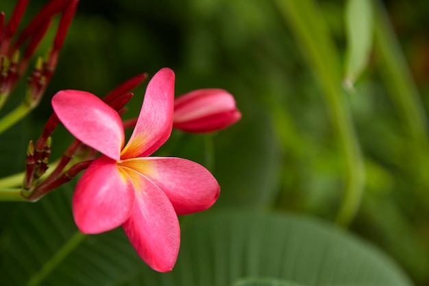 Close-Up van Frangipani buiten bloeien