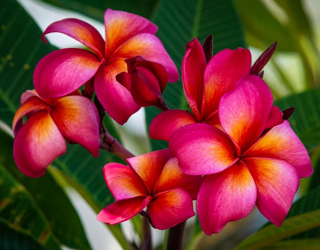 Foto close-up van frangipani op de plant